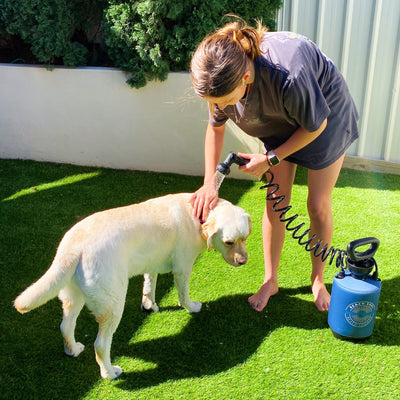 A barefoot woman with hair in a ponytail rinses a wet yellow Labrador retriever on bright green artificial turf using a blue portable Beach Soul pump shower